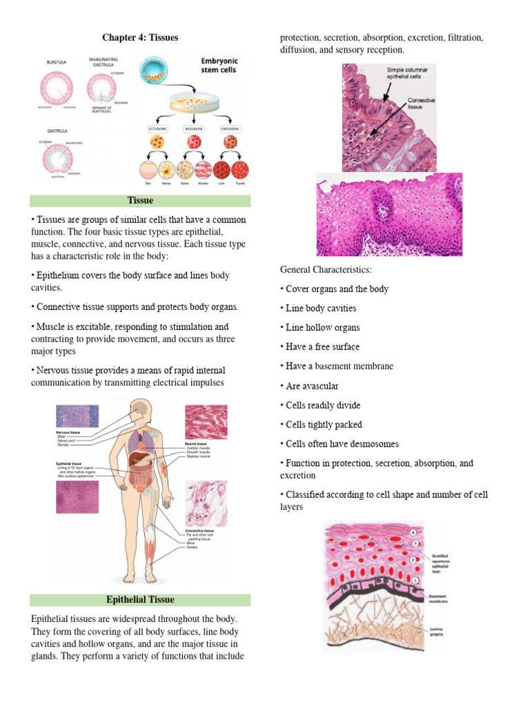 Chapter 4 | PDF | Epithelium | Anatomy