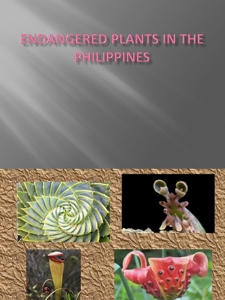 Endangered Plants of the Philippines | PDF | Arecaceae | Leaf