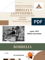 Borrelia y Leptospira-Comprimido