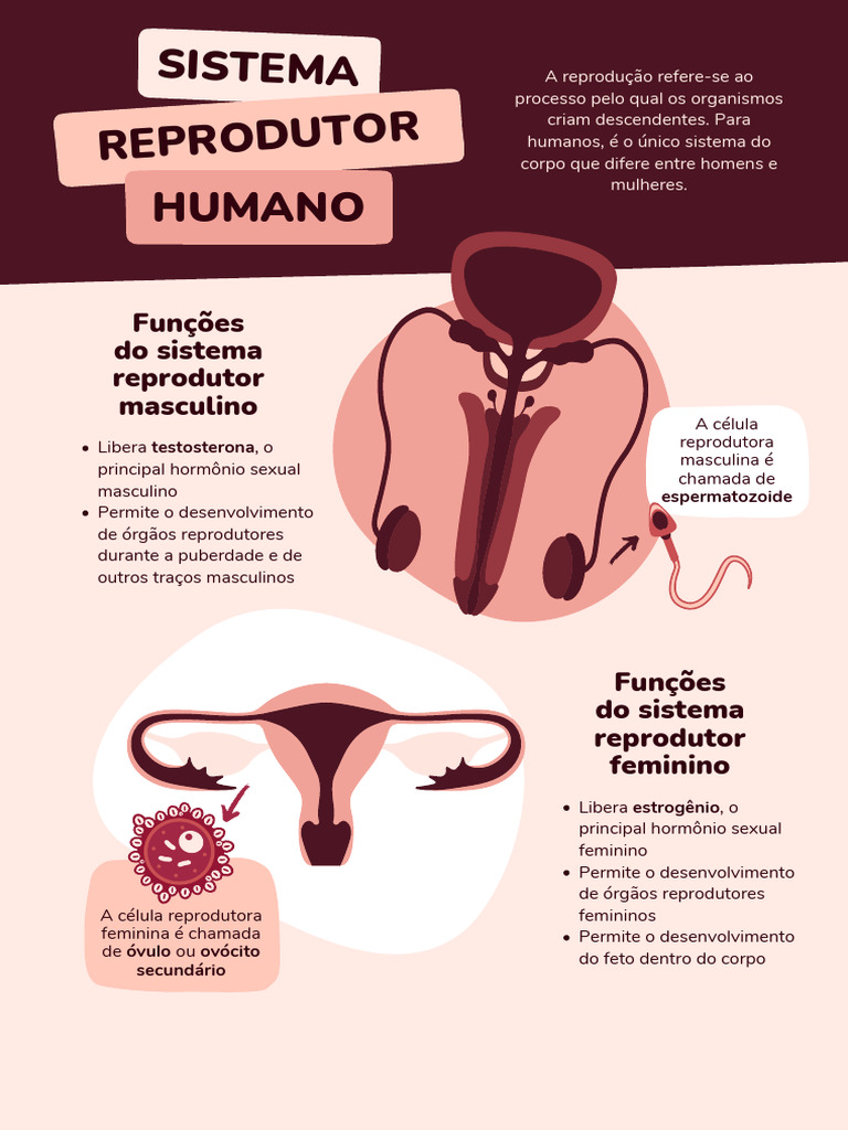 Sistema Reprodutivo Humano Masculino E Feminino Sistema Reprodutor