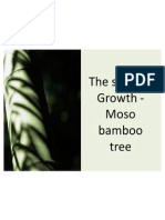 The Story of Growth-Moso Bamboo Tree