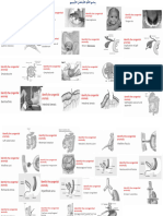 Anatomy Practical by Dr. Jalal (Git&Rsp)