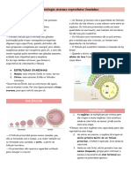 Morfofisiologia do Sistema Reprodutor das fêmeas