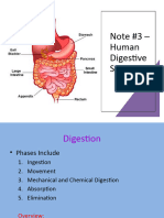 Note #3 - Human Digestion