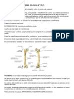 Sistema Esqueletico2