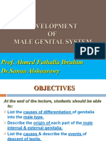 L1-Development of Male Genital System