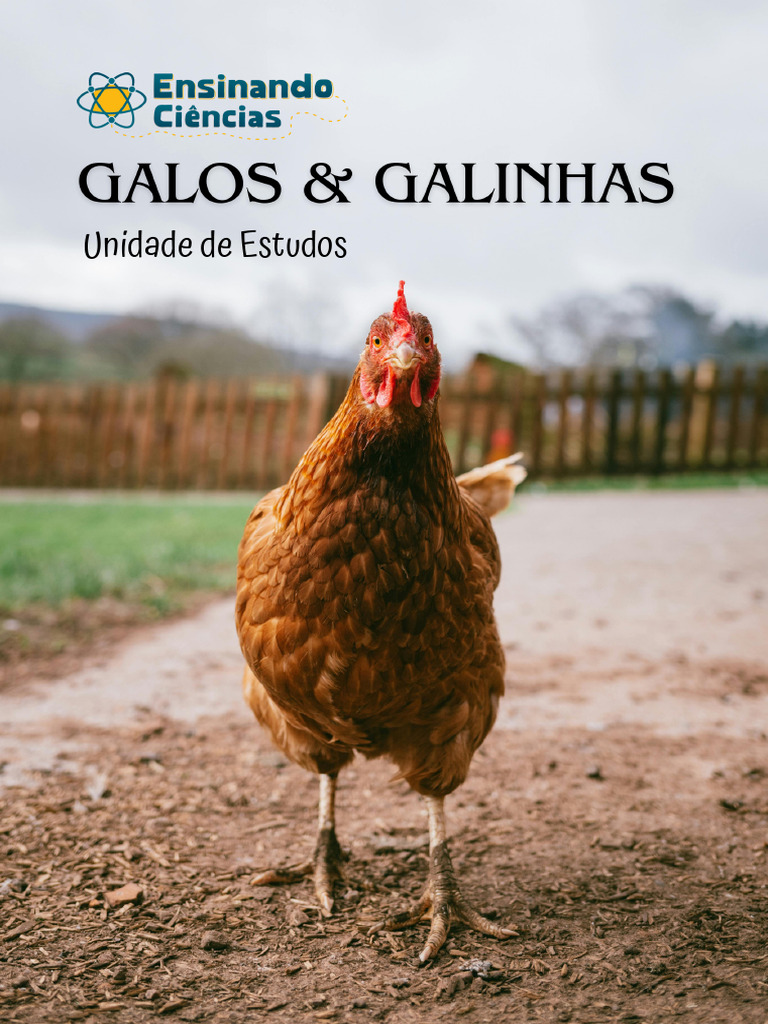 Diferenças entre Galos e Galinhas | PDF | Frango | Zoologia