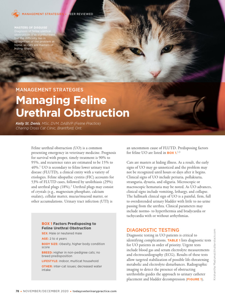Feline Urothelial Cancer Treatment