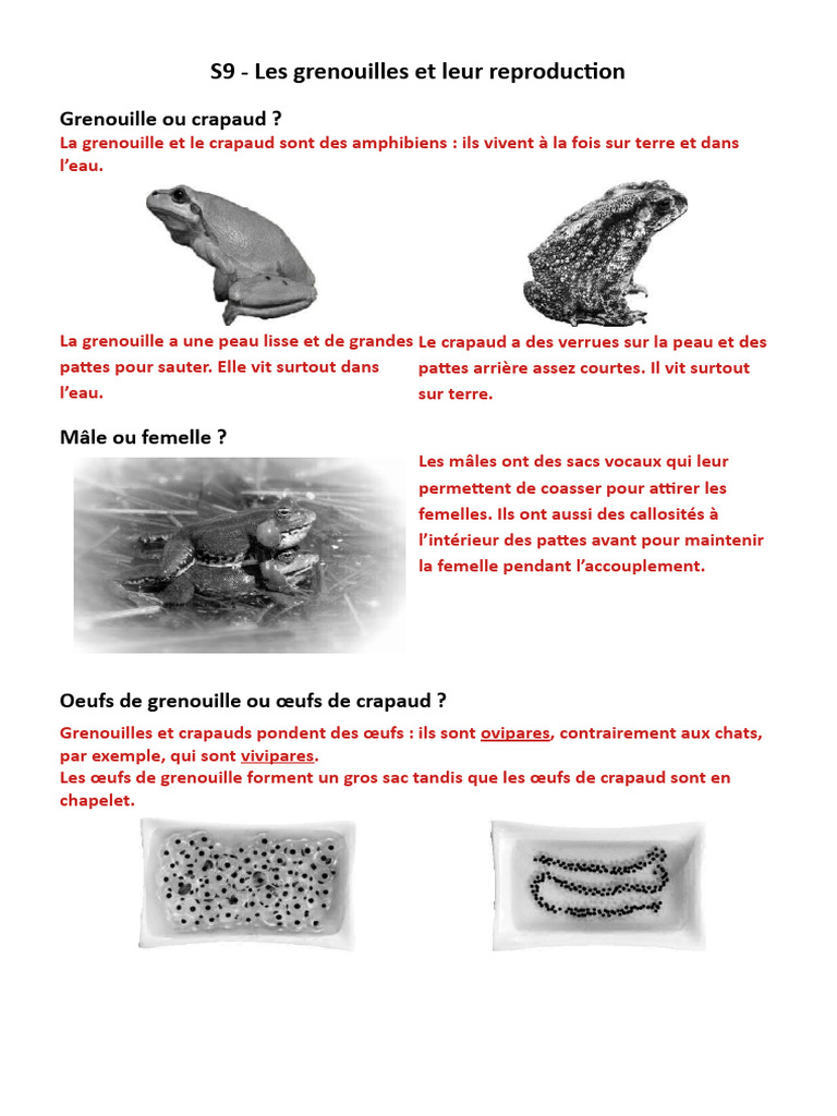 Les routes de tous les voyages: Chordés - Amphibiens, image size:768x1024