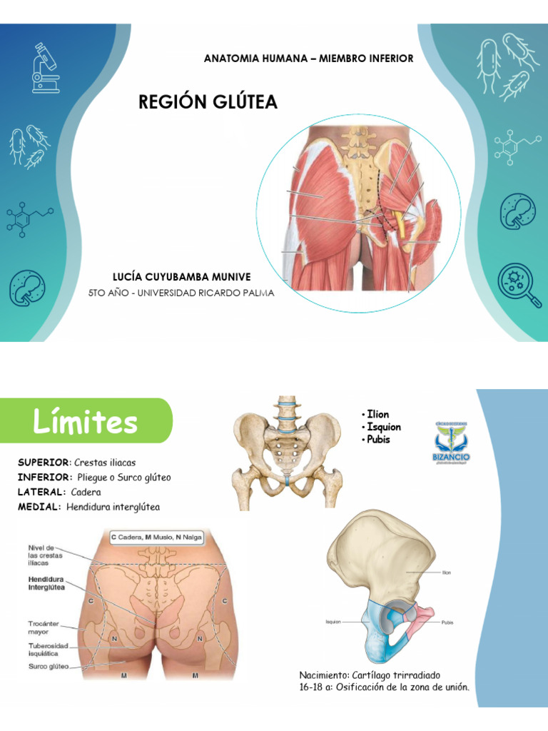 Mmiikrjt | PDF | Neuroanatomía | Tejido suave, image size:768x1024