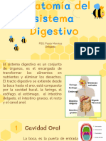 Anatomia Del Sistema Digestivo