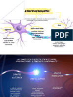 La Neurona y La Sinapsis