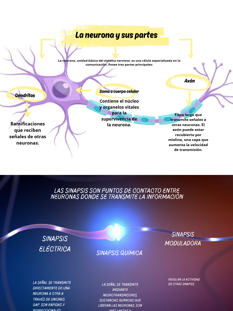 Partes y funciones de la neurona | PDF | Neurona | Sinapsis