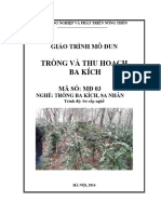 Giáo Trình Trồng Và Thu Hoạch Ba Kích - Nghề Trồng Ba Kích, Sa Nhân