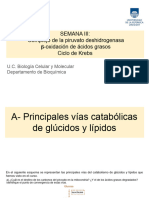 3.PDH. Oxidación de Ácidos Grasos. CK - Presentación