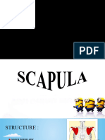 Scapula