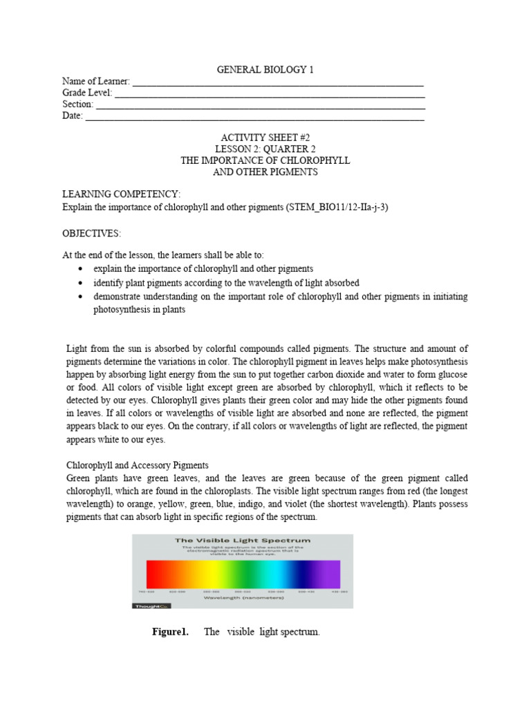 Importance of Chlorophyll and Pigments | PDF | Photosynthesis | Chlorophyll