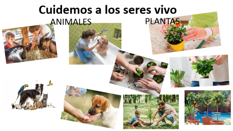 cartel-cuidado-seres-vivos-pdf