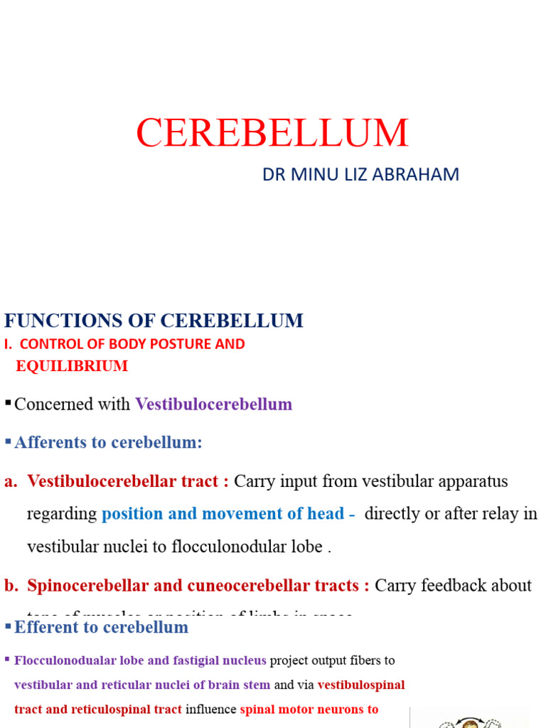 Cerebellum 3 | PDF | Cerebellum | Neuroscience
