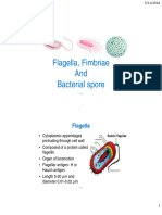 Revised Flagella, Spore