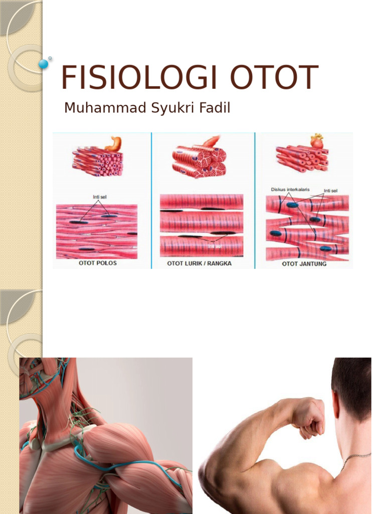 Fisiologi Otot: Jenis dan Fungsi | PDF