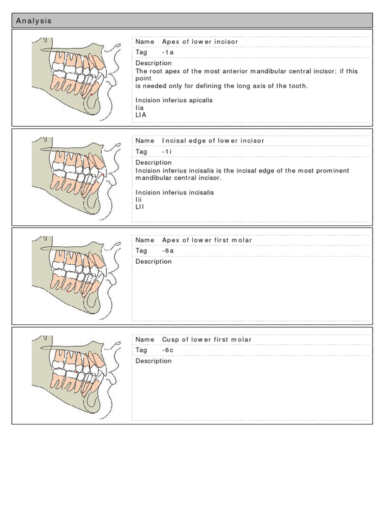 Mandibular and Maxillary Tooth Analysis | PDF | Human Nose | Dentistry ...