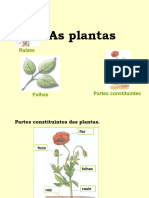 plantas