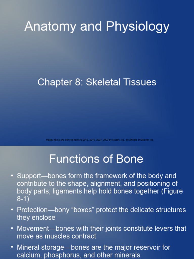 Chapter - 8 Bone Dev | PDF | Bone | Osteoblast