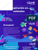 Tipos de Respiración en Animales