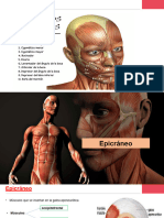 Semana 11 Anatomia Almond