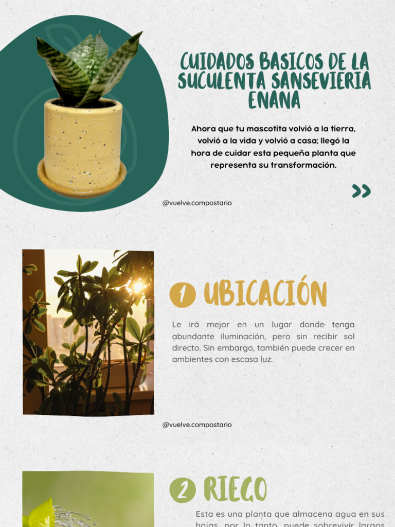 wieviel wasser braucht eine thuja Thuja Dünger flüssig - Für gesunde Thuja Pflanzen! main image 1