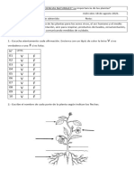 Evaluacion de Ciencias Naturales Importancia de Las Plantas