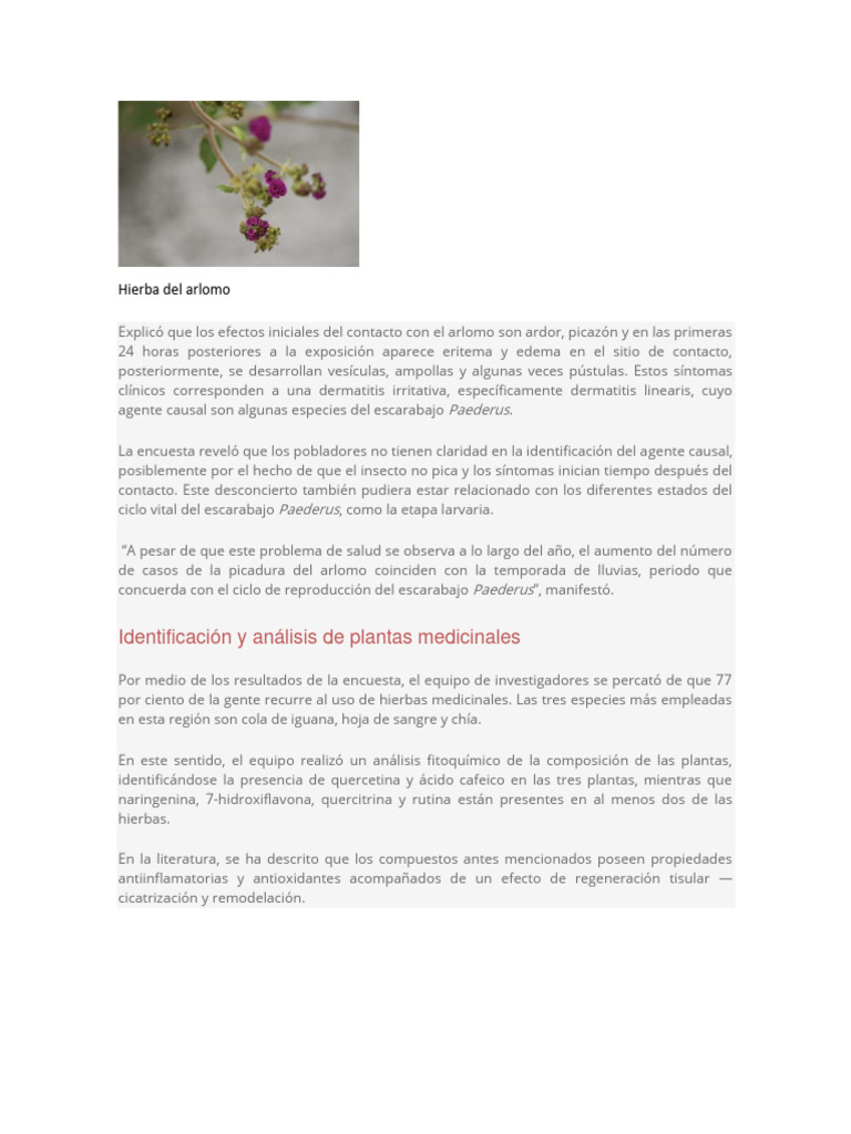 Efectos y tratamiento de picadura de arlomo | PDF | Hogar, jardinería y ...