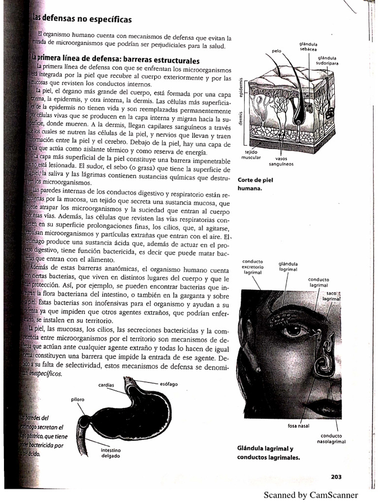 Sistema Inmune | PDF