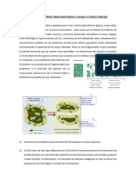 4° Año B - Tarea 12 - Fragmentación y Pérdida de Ecosistemas