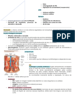 Resumo Sistema Urinário