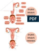 Organos Sexuales Infografías