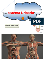 Sistema Urinário