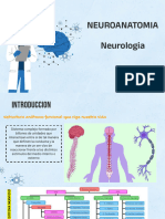 Neuroanatomia (1)