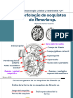 Morfología de Los Ooquistes de Eimeria Sp.