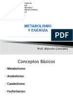 Metabolismo y Energia