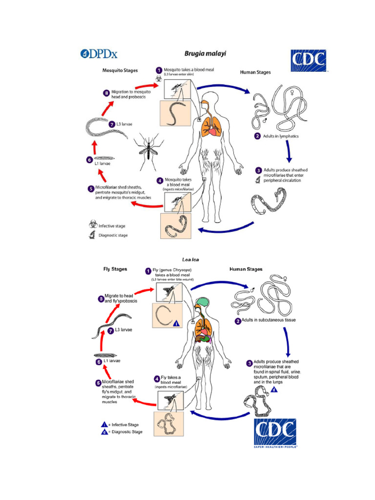ciclo biologico de los parasitos (8) | PDF