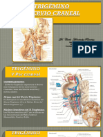UNIDAD V - SIST. NERVIOSO - TRIGÉMINO - V Nervio Craneal (V Par) .