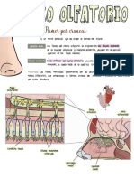 Nervio Olfatorio