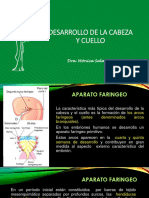 1.2. Desarrollo Del Aparato Faringeo y Desarrollo de La Lengua