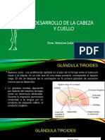 1.3. Desarrollo de La Cara y Glandulas Tiroides y Salivales