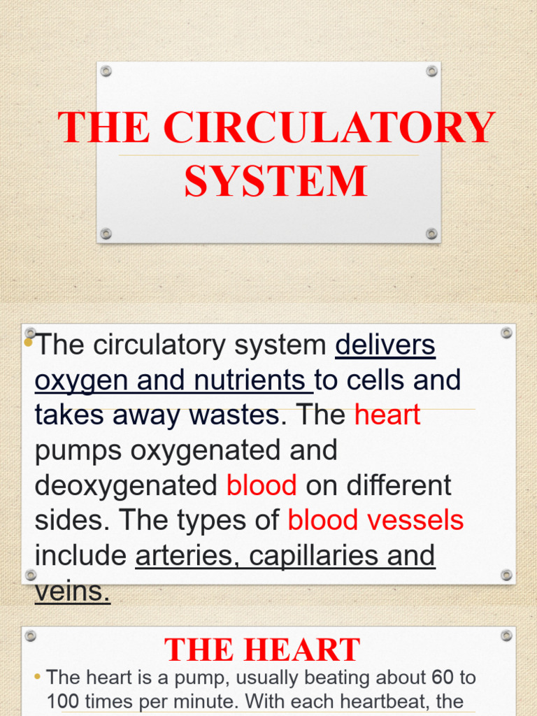 The Circulatory System - PPT | PDF | Heart | Artery