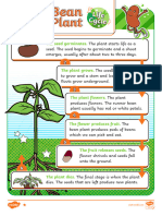 T L 51767 Bean Plant Life Cycle Differentiated Reading Comprehension Activity - Ver - 1