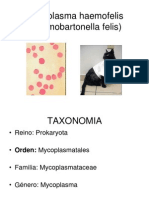 Mycoplasma Haemofelis CURSADA