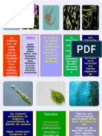 Algas y Protozoos 2011-A